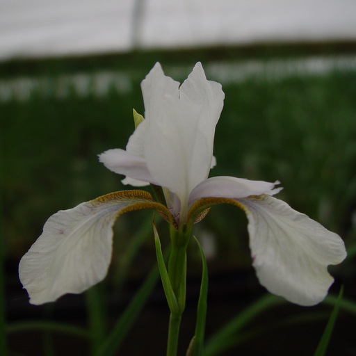 Iris orientalis